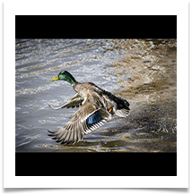 MALLARD TAKING OFF  -Des Hawley
